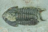 Two Bondonella Sdzuyi Trilobites - Issafen, Morocco #323400-1